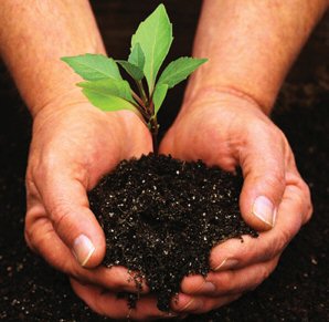 Jewish National Fund | Plant a Tree in Israel 