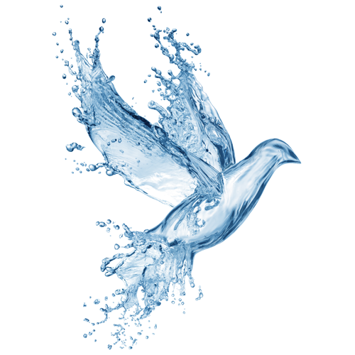 Water-Dove